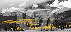 Fall Aspen Forest in Black and White Panoramic Mountain Landscape photo