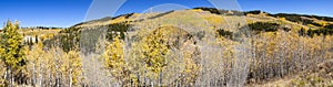Fall aspen forest with golden trees covering a panoramic landscape in the Colorado mountains