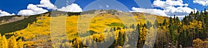 Fall Aspen Forest Panoramic Landscape