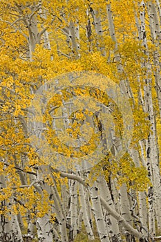 Fall Aspen Grove