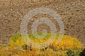 Fall Aspen Grove