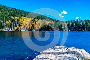 Fall Aspen Trees in Bear Lake