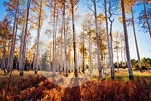 Fall Aspen trees in Hart Prairie near Flagstaff, Arizona photo