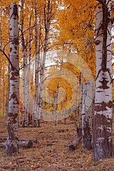 Fall Aspens 12