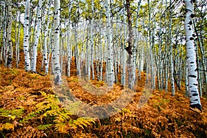 Fall Aspens photo