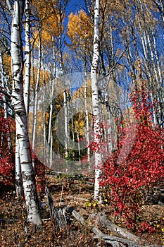 Fall Aspens 6