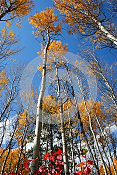 Fall Aspens 7