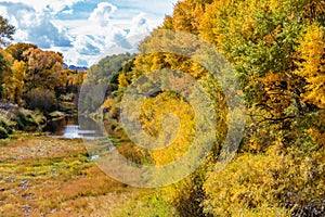 Fall Aspens Along a Wyoming River