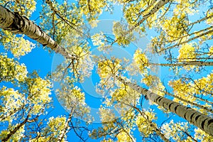 Fall Aspens in Colorado in the sky