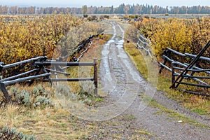 Fall Aspens of the Tetons