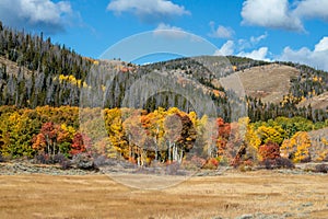 Fall Aspens of Wyoming