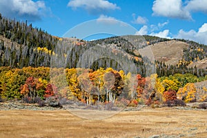 Fall Aspens of Wyoming photo