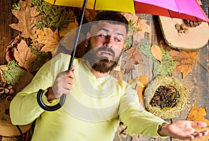 Fall atmosphere attributes. Man bearded lay on wooden background with leaves top view. Hipster with beard mustache