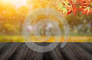 Fall and Autumn background