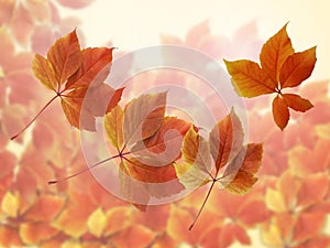 Fall autumn background. Colorful red and orange autumn leaves with sun rays