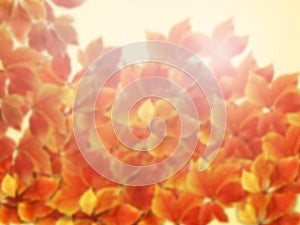 Fall autumn blurred background. Colorful red and orange autumn leaves with sun rays - stock