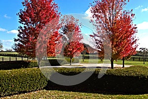 Fall, Autumn, colors, trees, bushes, red, orange, yellow, leaves, Kentucky, farm, country