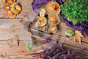 Fall autumn decorative festive thanksgiving background with milky saffron mushrooms