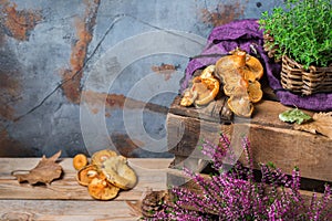 Fall autumn decorative festive thanksgiving background with milky saffron mushrooms