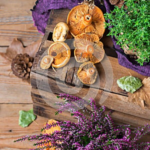 Fall autumn decorative festive thanksgiving background with milky saffron mushrooms