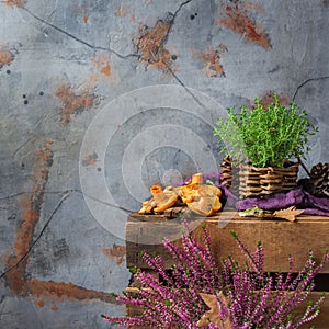 Fall autumn decorative festive thanksgiving background with milky saffron mushrooms