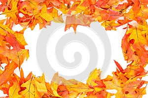 Fall - Autumn leaf border