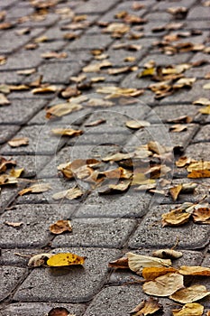 Fall autumn leaf dryleaf