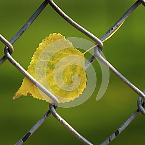 Fall Autumn Leaf Stuck or Caught in Chain Link Fence