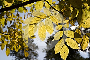 Fall autumn leaves