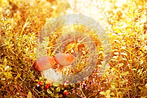 Fall, autumn, leaves background. Mushrooms and berries in the forest, woods with autumn leaves on a blurred background.