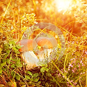 Fall, autumn, leaves background. Mushrooms and berries in the forest, woods with autumn leaves on a blurred background.