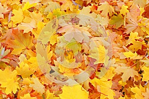 Fall / Autumn leaves background - Stock Photos