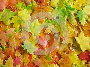 Fall / Autumn leaves background - Stock Photos