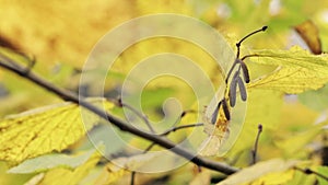 Fall, autumn, leaves background. A tree branch with autumn leaves