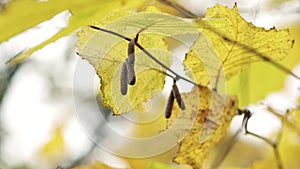 Fall, autumn, leaves background. A tree branch with autumn leaves