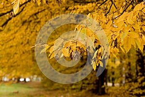 Fall, autumn, leaves background. A tree branch with autumn leaves on a blurred background. Landscape in autumn season