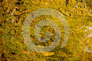 Fall, autumn, leaves background. A tree branch with autumn leaves on a blurred background. Landscape in autumn season