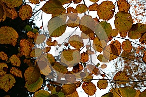 Fall, autumn, leaves, background. Tree branch with autumn leaves hazel on blurred background