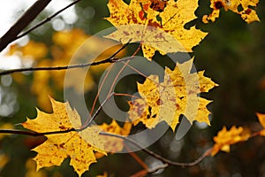 Fall, autumn, leaves background. A tree branch with autumn leaves of a maple on a blurred background