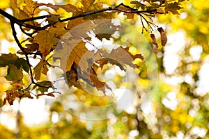 Fall, autumn, leaves background. A tree branch with autumn leaves of a maple on a blurred background. Landscape in autumn season