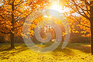 Fall, autumn, leaves background. Tree branch with autumn leaves of a maple on a blurred background. Landscape in autumn season