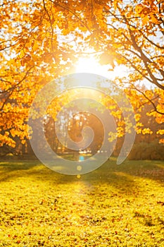 Fall, autumn, leaves background. Tree branch with autumn leaves of a maple on a blurred background. Landscape in autumn season