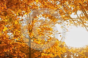 Fall, autumn, leaves background. Tree branch with autumn leaves of a maple on a blurred background. Landscape in autumn season