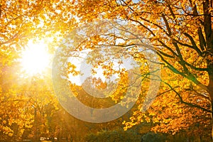 Fall, autumn, leaves background. Tree branch with autumn leaves of a maple on a blurred background. Landscape in autumn season
