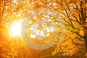 Fall, autumn, leaves background. Tree branch with autumn leaves of a maple on a blurred background. Landscape in autumn season