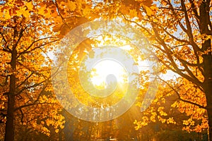 Fall, autumn, leaves background. Tree branch with autumn leaves of a maple on a blurred background. Landscape in autumn season