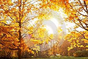 Fall, autumn, leaves background. Tree branch with autumn leaves of a maple on a blurred background. Landscape in autumn season