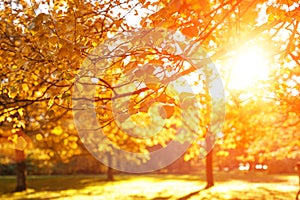 Fall, autumn, leaves background. Tree branch with autumn leaves of a maple on a blurred background. Landscape in autumn season