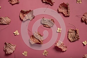 Fall autumn leaves of different shapes on burgundy color background. Autumn concept, fall background. Minimal floral