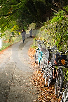 Fall or Autumn leaves on the floor and bicycles parking on the a path